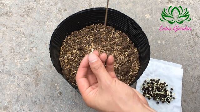 How to grow okra at home | Growing okra from seeds смотреть онлайн