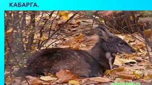 Презентация Алтайский заповедник