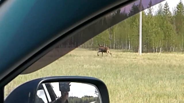 Лось на трассе июнь 2018! смотреть онлайн