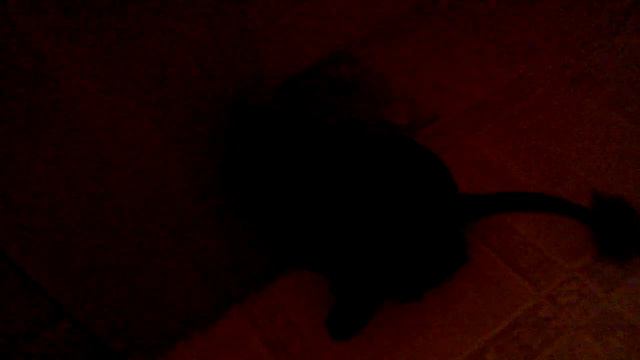 Кот Петр - мяу мур мяу (official video) смотреть онлайн