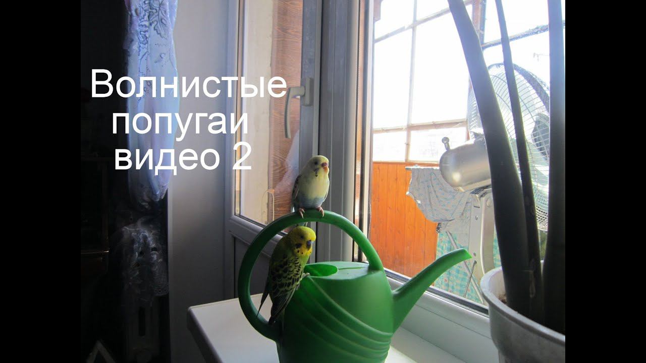 Волнистые попугаи видео 2