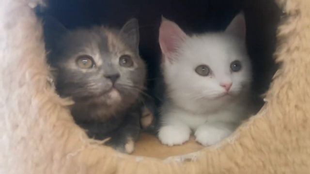 #британскиекотята #кошки #кошкиндом