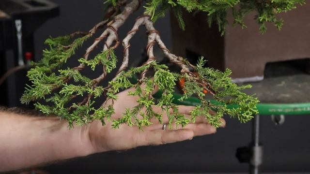 Juniper procumbens bonsai styling смотреть онлайн