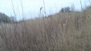 Осенняя охота на утку с подхода