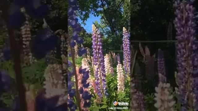 Белгород, Хутор Дружный, Люпины, отличное место для фотосессии