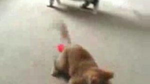 сумашедший кот.avi