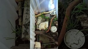 Кормление живородящей ящерицы. Подробно о кормлении живородящих ящериц.