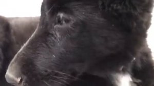 Признаки чумы у щенка