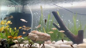 Аквариум на 200 литров для цихлид