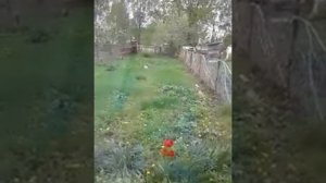 Куры соседские задолбали меня.