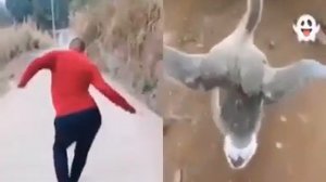 Эти люди превратились в животных.