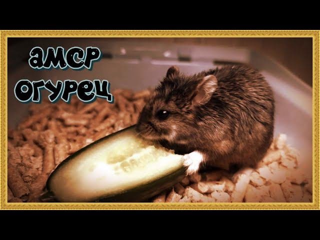 !!  AMSR ХОМА ОГУРЕЦ!!!!    #хомка #хомячок #хомячки #грызун #грызуны  #джунгарскийхомяк