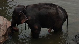 Шри-Ланка,питомник СЛОНОВ в Пиннавеле.