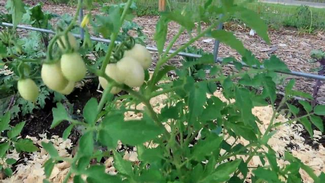 FULL June 2022 Front Yard Garden & Harvest Tour