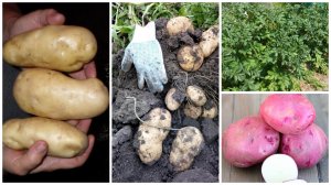 Семенной картофель без обновления в течение 5-8 лет и более. Это возможно!