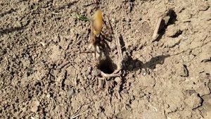 Тарантул | Как поймать тарантула на пластилин | Ядовитые пауки | Tarantula| Spider