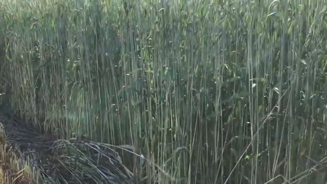 Заготовка силоса из тритикале сорт Торнадо. смотреть онлайн