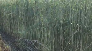 Заготовка силоса из тритикале сорт Торнадо.