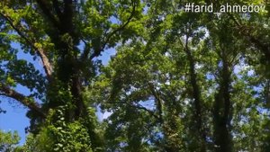 Магарамкентский район. Самурский лес.