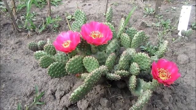 Кактус Опунция морозостойкая. Где купить саженцы опунции для открытого грунта? смотреть онлайн