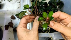 Пересадка тепличных буцефаландр в сойл, проблема в акве с буцефаландрами