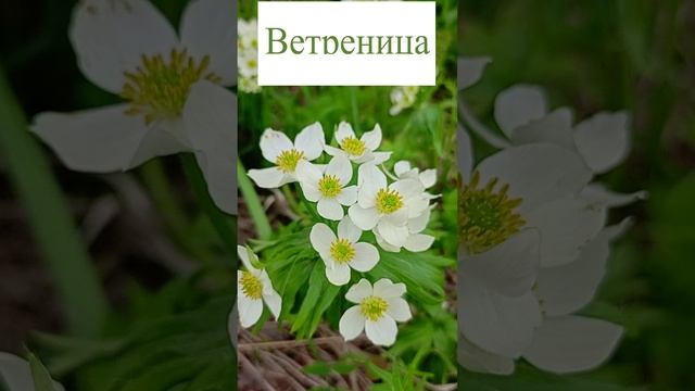 Ветреница в лесу.?