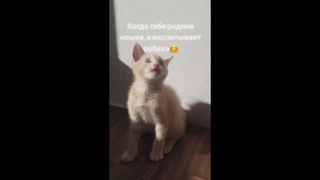Приколы про зверей.Милые зверюшки