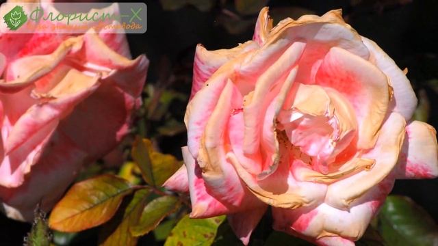 Размножение роз черенкованием (необычные способы) смотреть онлайн