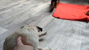 МОПС И ЙОРК/КАКАЯ ПОРОДА СОБАК ЛУЧШЕ/ Стоит ли заводить/ПЛЮСЫ И МИНУСЫ