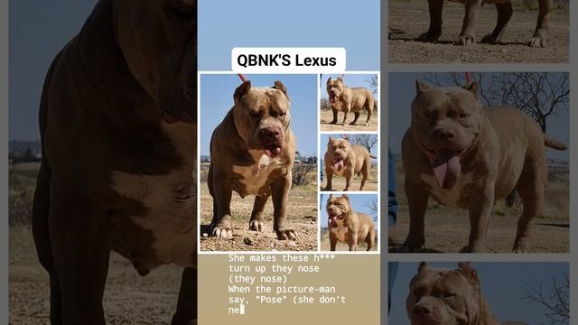 QBNK'S Lexus aka fat girl puppies coming soon ? #subscribe #xlamericanbully #short