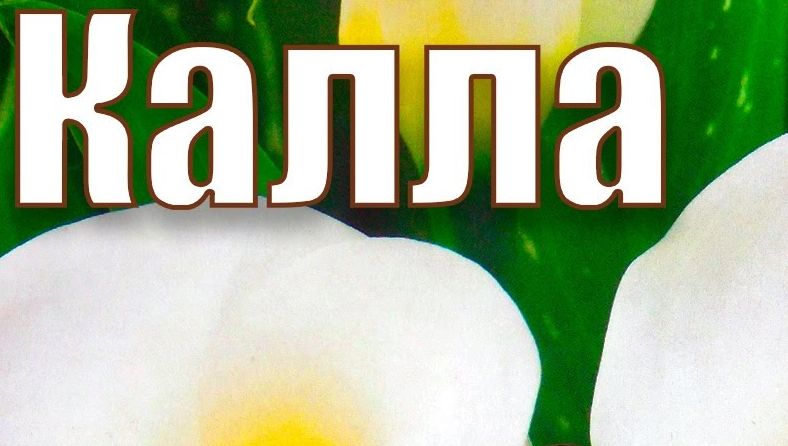 Как выращивать каллы.