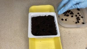 Как ВЫРАСТИТЬ ГИППЕАСТРУМ ИЗ СЕМЯН в домашних условиях. Как посадить семена и ухаживать за ними