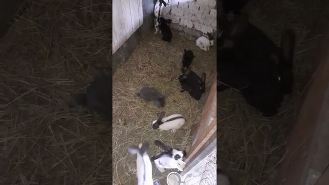 Кролики породы строкач.