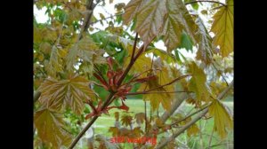 Sum 41 - Still waiting (lyrics)