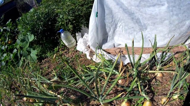 Лук Эксибишен мой ПОЛНЫЙ ВОСТОРГ! Луковицы по 500 грамм! Крупный, сладкий, сочный! смотреть онлайн