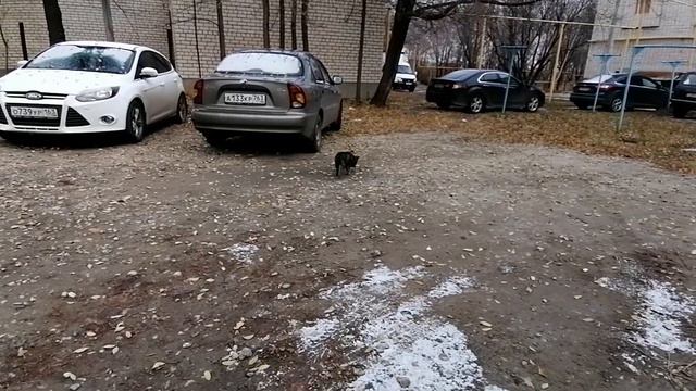 Нашли собачку смотреть онлайн