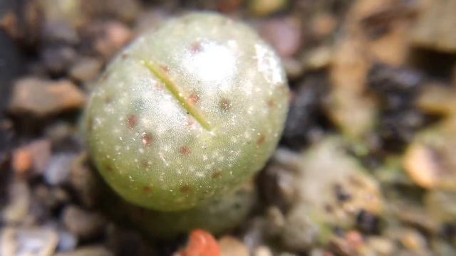 Lithops dinteri ssp. multipunctuata C326 6 Months Old смотреть онлайн