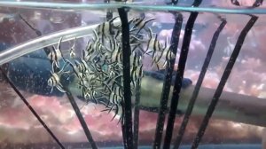 ТЮЛЕВЫЙ АПОГОН