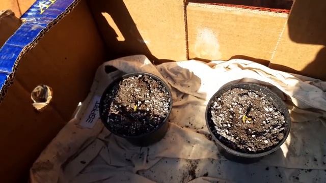 Эксперимент - садим солёные ФИСТАШКИ ! смотреть онлайн