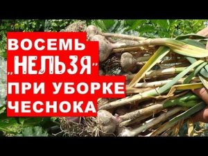 Восемь "НЕЛЬЗЯ" при уборке урожая озимого чеснок. Это очень важно для хранения чеснока