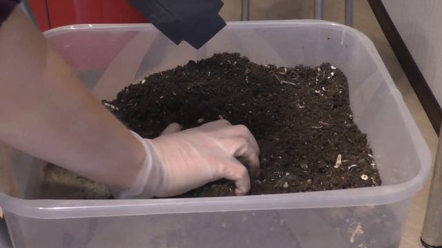 Самый простой способ укоренения черенков винограда смотреть онлайн