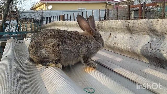 Кролики Фландр |Переселение крольчат смотреть онлайн