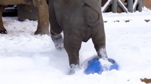 Слоны убивают бочку в снегу ?❄