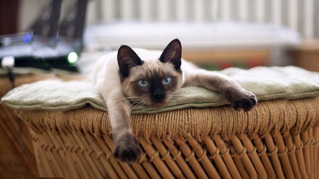 РАЗВИВАЙКА – Найди и покажи - про ЖИВОТНЫХ, МАШИНКИ и ВРЕМЕНА ГОДА для детей! смотреть онлайн