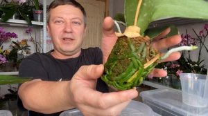 простая ПЕРЕСАДКА ОРХИДЕИ фаленопсис