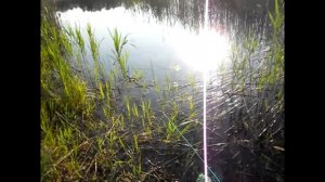 ГОД КАНАЛУ!!! Ловлю раков, ставлю кормушки с сеткой, ловлю на кормаки!!! Поймал линя и щуку!!!