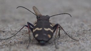 Жук-скакун атакует комара! Cicindela attacks the mosquito.