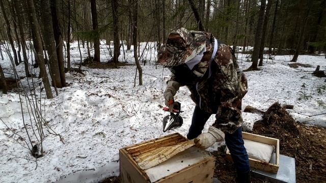 Итоги зимовки 2020 карника , среднерусская, бакфаст, карпатка смотреть онлайн