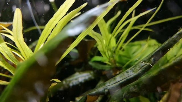 МРАМОРНЫЙ ГУРАМИ. СОДЕРЖАНИЕ И РАЗВЕДЕНИЕ. смотреть онлайн