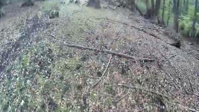 Кабаньи купалки в лесу /Bathing wild boars in the forest смотреть онлайн